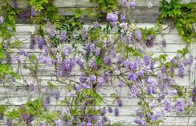 Flowering ones, or mostly green (like potato vine). 20 Best Flowering Vines Best Wall Climbing Vines To Plant