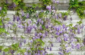 Vines for hot climates these perennial climbing flowers not only have a profusion of brilliantly colored flowers but are just the thing for folks who live in hardiness zones 9 and above and people who have. 20 Best Flowering Vines Best Wall Climbing Vines To Plant