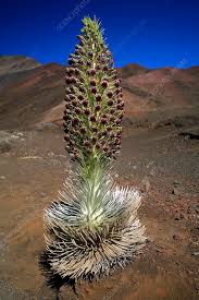 Image result for Schoenoxiphium