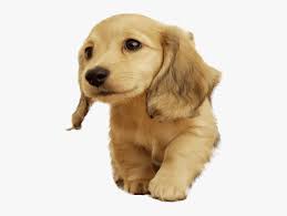 Golden Retriever Puppy Png Cachorro De Orelhas Compridas Transparent Png Kindpng