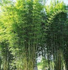 See more ideas about bamboo hedge, bamboo, garden design. Bamboo Dwarf Multiplex Hedge New Life Nursery