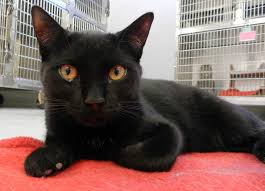 Jack Is Available For Adoption At Toronto Animal Services South