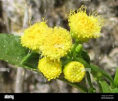 Image result for Psiadia punctulata