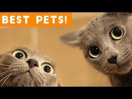 Best Animal Videos Of 2018 So Far Funny Pet Videos Youtube In 2020 Cute Cat Gif Cats Funny Cat Videos