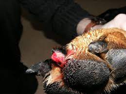 Pin On Dog First Aid