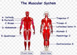 Maybe you would like to learn more about one of these? The Muscular System Anatomical Chart Human Body Muscle Png 1531x1096px Watercolor Cartoon Flower Frame Heart Download