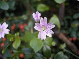 Image result for Montiniaceae