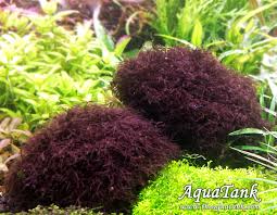 Image result for Polystachya caloglossa