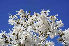 Maybe you would like to learn more about one of these? Types Of Flowering Trees With Pictures For Easy Identification