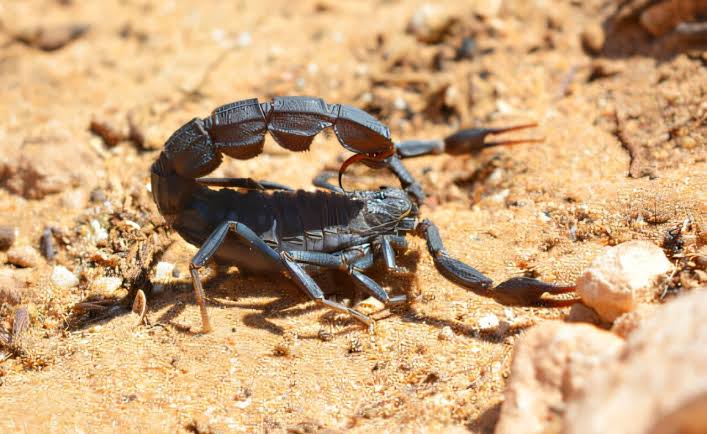Field observations and computer modeling help predict the world's deadly  scorpion hotspots