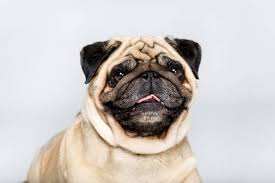 Mar 23, 2020 · pour half a cup of baking soda in your toilet bowl or down your drain. Meet Some Of The Most Perfect Pug Mix Dogs K9 Web