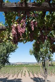 Grapes On The Vine Napa Valley California By George Oze In 2020 Napa Valley California Napa Valley Grapes