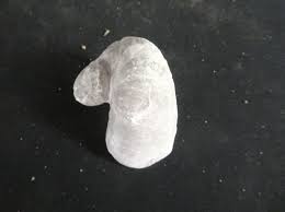 Image result for Requienia