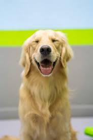 More information about us» puppies. Sportsman S Kennels American Puppy Breeders