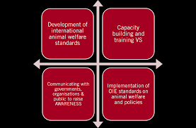 The animal welfare act 2015 comes into force 18th july 2017! 2