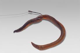 Variationen Vom Wurm In 2020 Aal Angeln Angeln Angelkoder