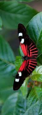 Pin On Beautiful Butterflies And Moths