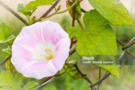 Image result for Ipomoea alba