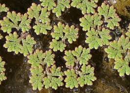 Image result for Azolla filiculoides