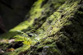 Fern green plants macro photography stones. Moss Fern 1080p 2k 4k 5k Hd Wallpapers Free Download Wallpaper Flare
