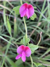 Image result for Dolichos trilobus