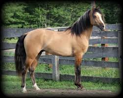 Dun Morgan Stallion Amberfields Blaze N Dun Gateo