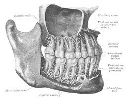 How long does a root canal take? How Long Does A Root Canal Take