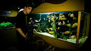 Or you could use toy fish, like jamonkey did. Life Is Not About Speed But Direction Comforting Tales From Top Creatives First Year Out Of Art School