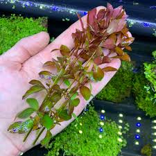 Image result for Ludwigia