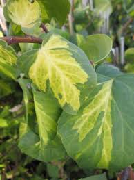 Hedera colchica is a species of ivy (genus hedera) which is native to near and middle east. Hedera Colchica Sulphur Heart Kaukasischer Efeu Sulphur Heart Www Online Pflanzenversand De