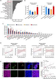 These cells cover most internal and external surfaces of the body and its organs. Plasma Cells Shape The Mesenchymal Identity Of Ovarian Cancers Through Transfer Of Exosome Derived Micrornas Science Advances