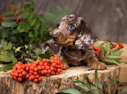 Red Dapple Dachshund Dog Breed Info Pictures Traits Facts Hepper
