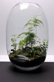 Pin On Bonsai
