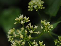 Image result for Mikania sagittifera