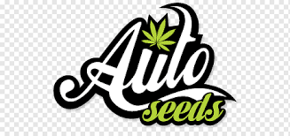If you'd like to buy cannabis seeds online and want to buy the best weed seeds, stick to a reputable usa seed bank. Autoflowering Cannabis Seed Bank Cannabis Ruderalis Cannabis Text Cheese Logo Png Pngwing