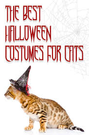 Read more and make sure you get to know their characteristics and their breed facts! The Best Halloween Costumes For Cats Cat Halloween Costume Cool Halloween Costumes Bengal Cat