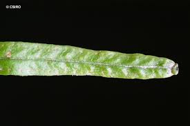 Image result for Grammitis