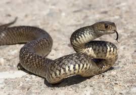 Image result for Snake Bite