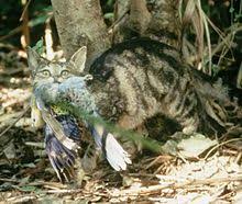 In some places, eagles sometimes kill and eat owls, and smaller kinds, or species, of owls are sometimes killed and eaten by larger types of owls. Cat Predation On Wildlife Wikipedia