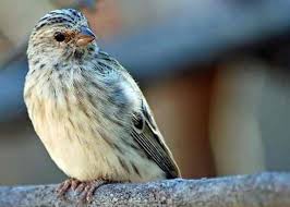 Hal yang cukup rumit sebagai orang awam adalah cara membedakan ayam mutiara jantan dan betina. Harga Burung Goldfinch Eropa Mxbids Com