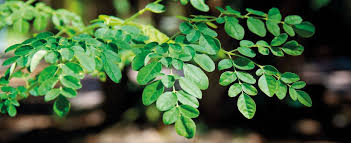 Image result for Moringa oleifera