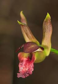 Image result for Eulophia alta