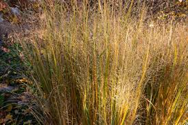 Image result for Panicum nervatum