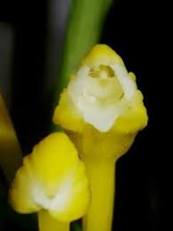 Image result for Corymborkis