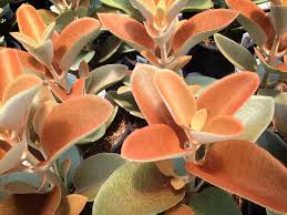Security Check Required Succulents Planting Succulents Cacti And Succulents