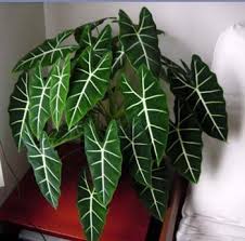 Care For Alocasia Frydek Green Velvet Alocasia Plant Philodendron Plant Plant Care Houseplant