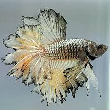 Item Fwbettashm1461213765 Hm Copper Mustard Apache Ends Wed Apr 20 2016 11 42 45 Pm Cdt Betta Betta Fish Aquarium Fish
