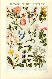 Vintage Botanical Prints Flowers Of The Hedgerows 1933 Vintage Botanical Prints Vintage Botanical Prints Flowers Flower Illustration