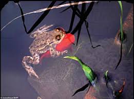 Check spelling or type a new query. Frog Hops On Goldfish For A Ride Around The Pond Aquanerd