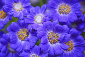 Image result for Senecio elegans